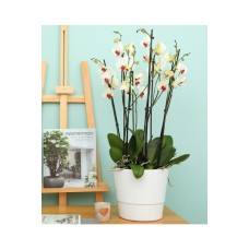 Wild Orchids
